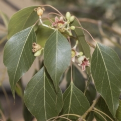 Brachychiton populneus subsp. populneus at Kaleen, ACT - 23 Dec 2019