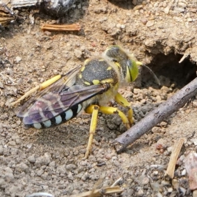 Bembix sp. (genus) (Unidentified Bembix sand wasp) at Page, ACT - 23 Dec 2019 by DonTaylor