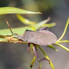 Amorbus sp. (genus) (Eucalyptus Tip bug) at Belconnen, ACT - 23 Dec 2019 by AlisonMilton