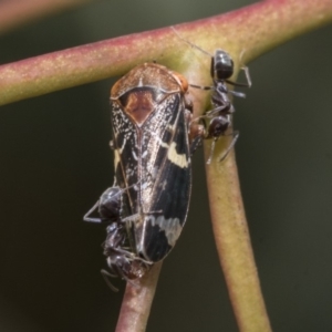 Eurymeloides punctata at Belconnen, ACT - 23 Dec 2019 12:07 PM