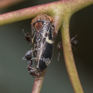 Eurymeloides punctata at Belconnen, ACT - 23 Dec 2019 12:07 PM