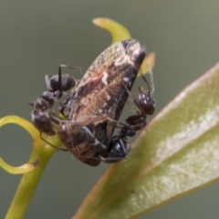 Eurymeloides punctata at Belconnen, ACT - 23 Dec 2019 12:07 PM