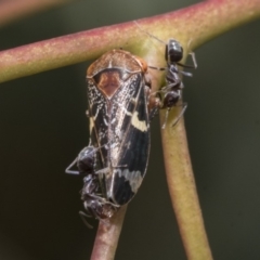 Iridomyrmex rufoniger at Belconnen, ACT - 23 Dec 2019 12:06 PM