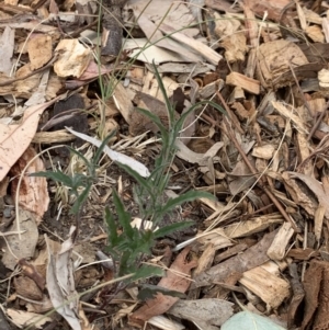 Convolvulus angustissimus subsp. angustissimus at Weston, ACT - 22 Dec 2019