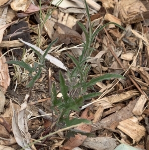 Convolvulus angustissimus subsp. angustissimus at Weston, ACT - 22 Dec 2019 12:25 PM