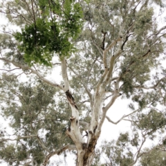 Callocephalon fimbriatum (Gang-gang Cockatoo) at Hughes Garran Woodland - 22 Dec 2019 by ruthkerruish