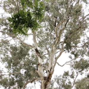 Callocephalon fimbriatum at Hughes, ACT - suppressed