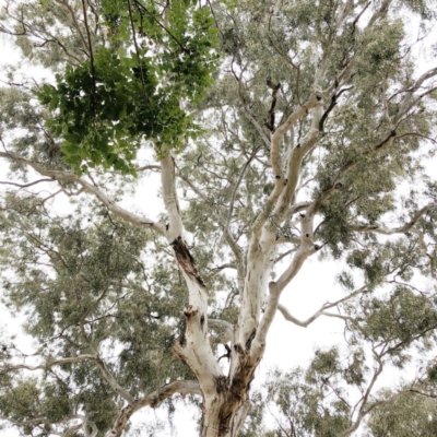 Callocephalon fimbriatum (Gang-gang Cockatoo) at Hughes Garran Woodland - 22 Dec 2019 by ruthkerruish