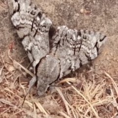 Psilogramma casuarinae (Privet Hawk Moth) at Kambah, ACT - 21 Dec 2019 by RosemaryRoth