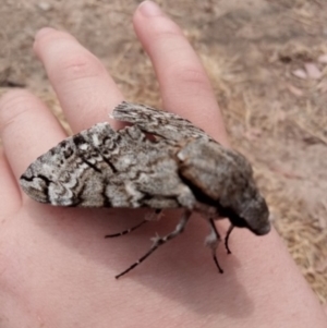 Psilogramma casuarinae at Kambah, ACT - 22 Dec 2019 12:00 AM