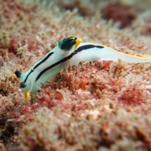 Polycera capensis at Tathra, NSW - 13 Dec 2019 12:35 PM