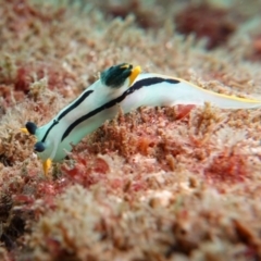 Polycera capensis (Crowned nudibranch) at Tathra, NSW - 13 Dec 2019 by Luka