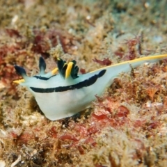 Polycera capensis at Tathra, NSW - 13 Dec 2019 12:35 PM