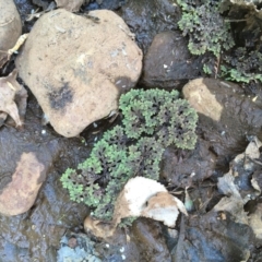 Azolla rubra (Red Water Fern) at Numeralla, NSW - 22 Dec 2019 by JaneR