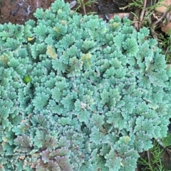 Azolla rubra at Numeralla, NSW - 22 Dec 2019