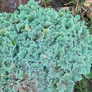 Azolla rubra at Numeralla, NSW - 22 Dec 2019 02:41 PM