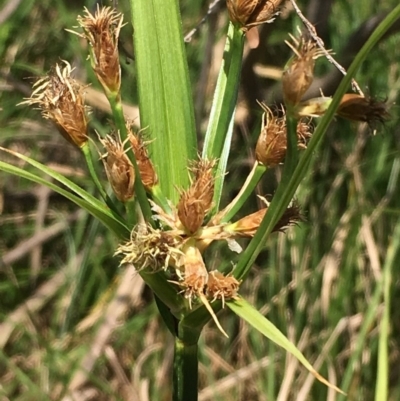 Bolboschoenus fluviatilis (Marsh Club-rush) at Numeralla, NSW - 22 Dec 2019 by JaneR