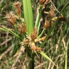 Bolboschoenus fluviatilis (Marsh Club-rush) at Numeralla, NSW - 22 Dec 2019 by JaneR