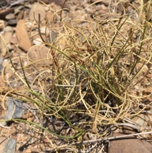 Carex bichenoviana at Numeralla, NSW - 22 Dec 2019 02:12 PM