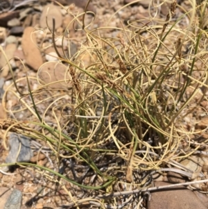 Carex bichenoviana at Numeralla, NSW - 22 Dec 2019