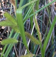 Carex fascicularis (Tassel Sedge) at Numeralla, NSW - 22 Dec 2019 by JaneR