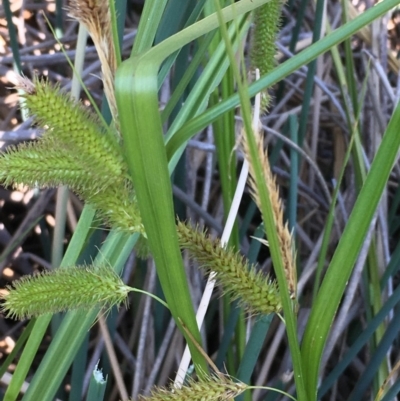 Carex fascicularis (Tassel Sedge) at Numeralla, NSW - 22 Dec 2019 by JaneR