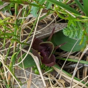 Chiloglottis valida at Cotter River, ACT - 23 Dec 2019