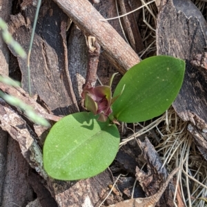 Chiloglottis valida at Cotter River, ACT - 23 Dec 2019