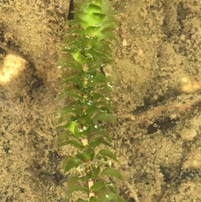 Elodea canadensis (Canadian Pondweed) at Numeralla, NSW - 22 Dec 2019 by JaneR