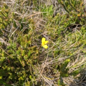 Diuris monticola at Cotter River, ACT - suppressed