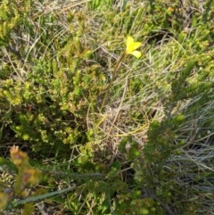 Diuris monticola at Cotter River, ACT - suppressed