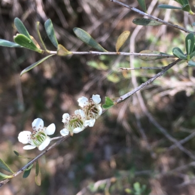 Leptospermum obovatum (River Tea Tree) at Numeralla, NSW - 22 Dec 2019 by JaneR