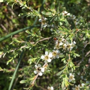 Leptospermum obovatum at Numeralla, NSW - 22 Dec 2019 03:39 PM