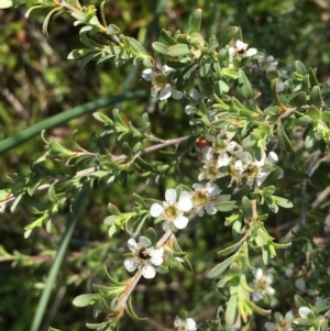 Leptospermum obovatum at Numeralla, NSW - 22 Dec 2019