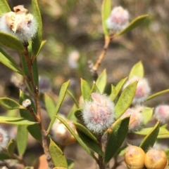 Leptospermum grandifolium (Woolly Teatree, Mountain Tea-tree) at Numeralla, NSW - 22 Dec 2019 by JaneR