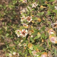 Leptospermum grandifolium at Numeralla, NSW - 22 Dec 2019