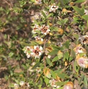 Leptospermum grandifolium at Numeralla, NSW - 22 Dec 2019