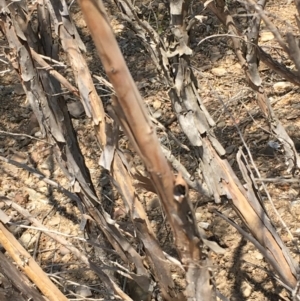 Leptospermum grandifolium at Numeralla, NSW - 22 Dec 2019