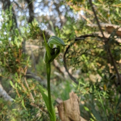 Pterostylis monticola (Large Mountain Greenhood) at Cotter River, ACT - 23 Dec 2019 by MattM