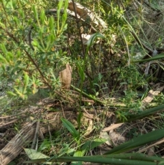 Pterostylis monticola at Cotter River, ACT - 23 Dec 2019