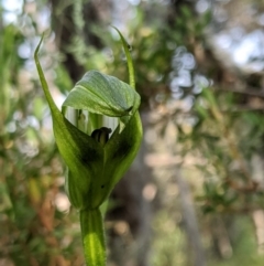 Pterostylis monticola at Cotter River, ACT - 23 Dec 2019