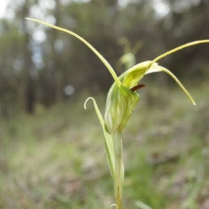 Diplodium laxum at Hackett, ACT - 30 Mar 2014