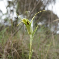 Diplodium laxum at Hackett, ACT - 30 Mar 2014