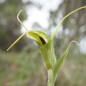 Diplodium laxum at Hackett, ACT - 30 Mar 2014