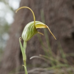 Diplodium laxum at Hackett, ACT - 30 Mar 2014