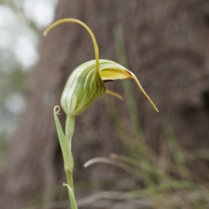 Diplodium laxum at Hackett, ACT - 30 Mar 2014