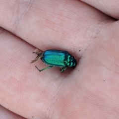 Diphucephala sp. (genus) (Green Scarab Beetle) at Namadgi National Park - 23 Dec 2019 by MattM