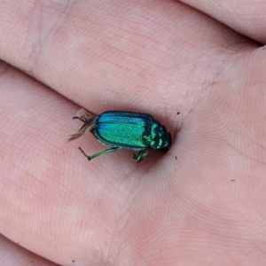 Diphucephala elegans at Cotter River, ACT - 23 Dec 2019 03:53 PM