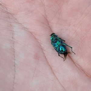 Diphucephala sp. (genus) at Cotter River, ACT - 23 Dec 2019