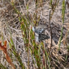 Neolucia hobartensis (Montane Heath-blue) at Namadgi National Park - 23 Dec 2019 by MattM